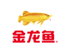 金龙鱼